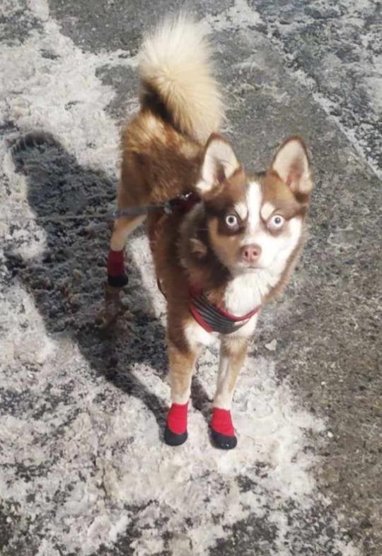 Lingo mâle husky klee kai reproducteur